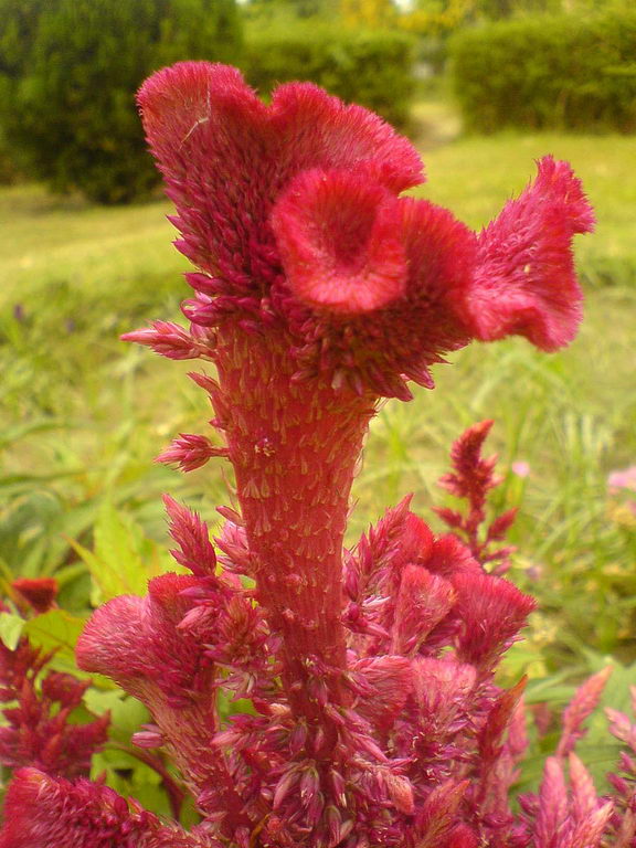 Amaranthus